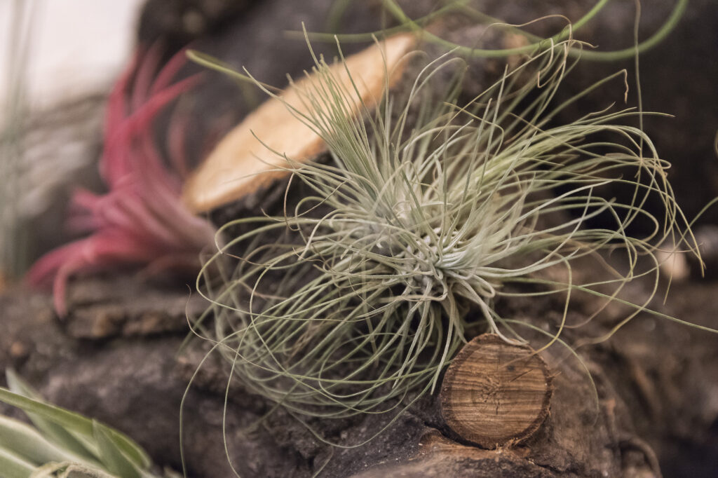 Tillanzia pianta Cogliati
